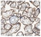 Anti-Hexokinase 1/HK1 Antibody Picoband™ (monoclonal, 4B7)